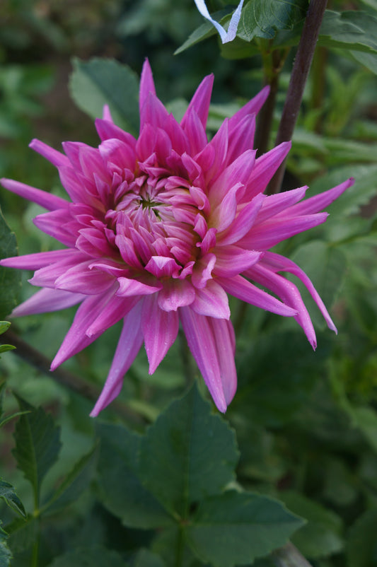 Sandia Barbie Tuber