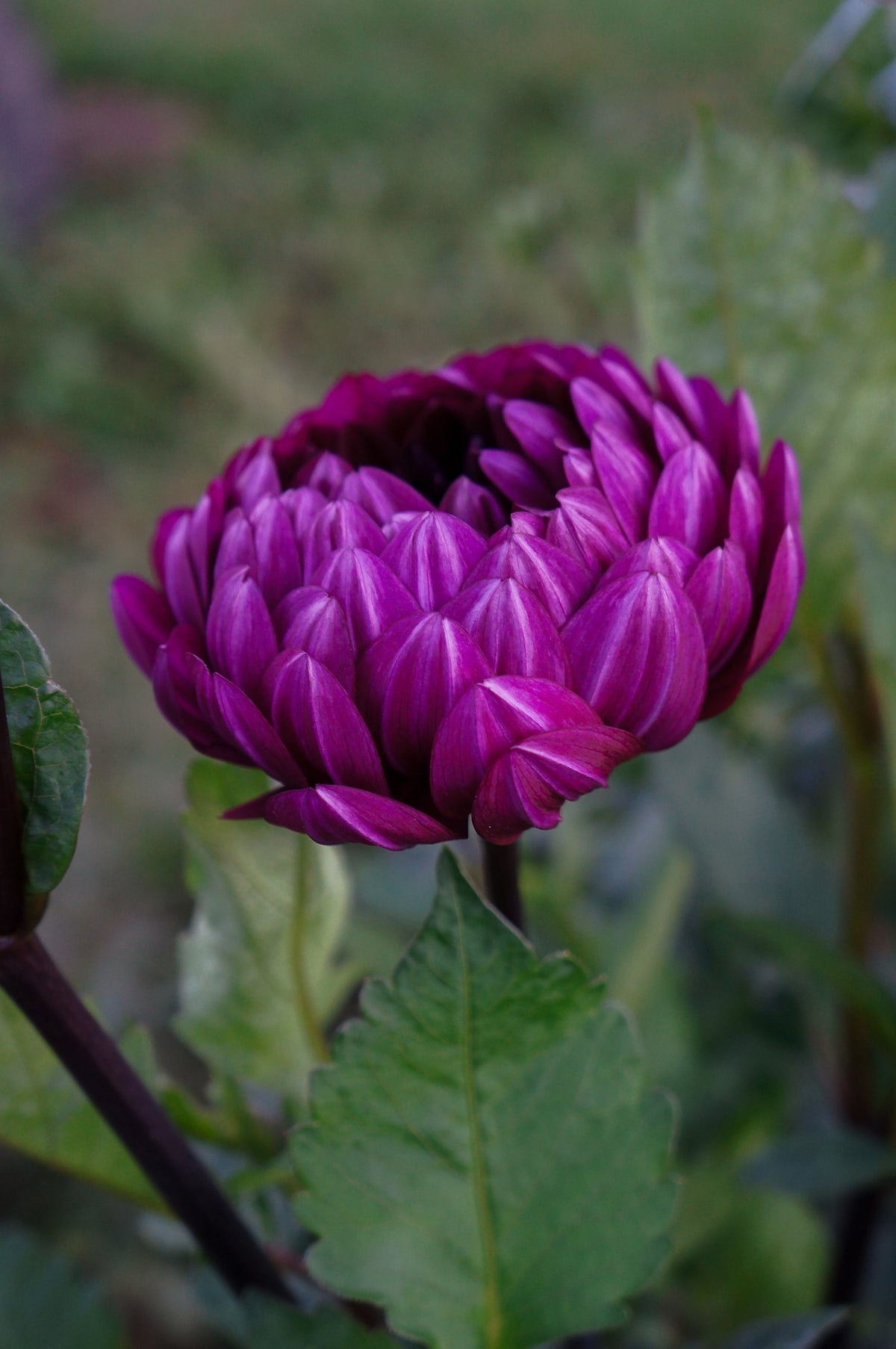 Sandia Regal Tuber