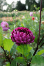 Sandia Regal Tuber