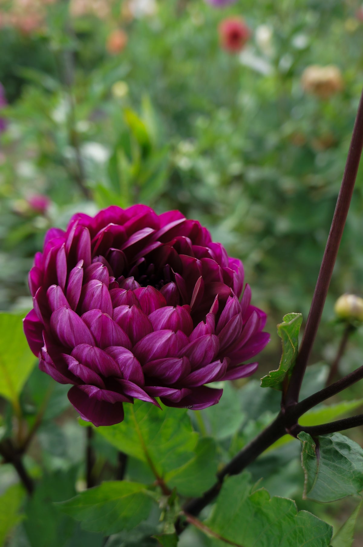 Sandia Regal Tuber