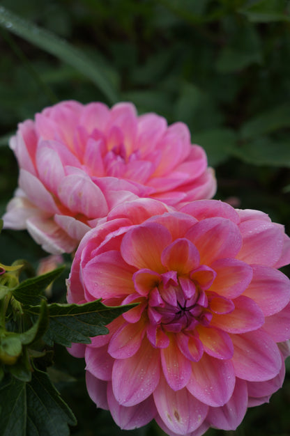 Sandia Rose Tuber