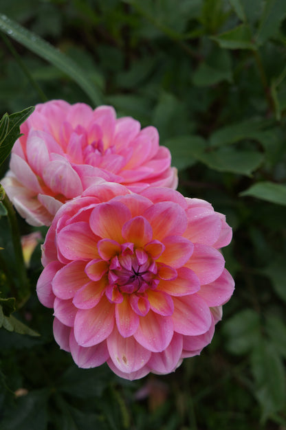Sandia Rose Tuber