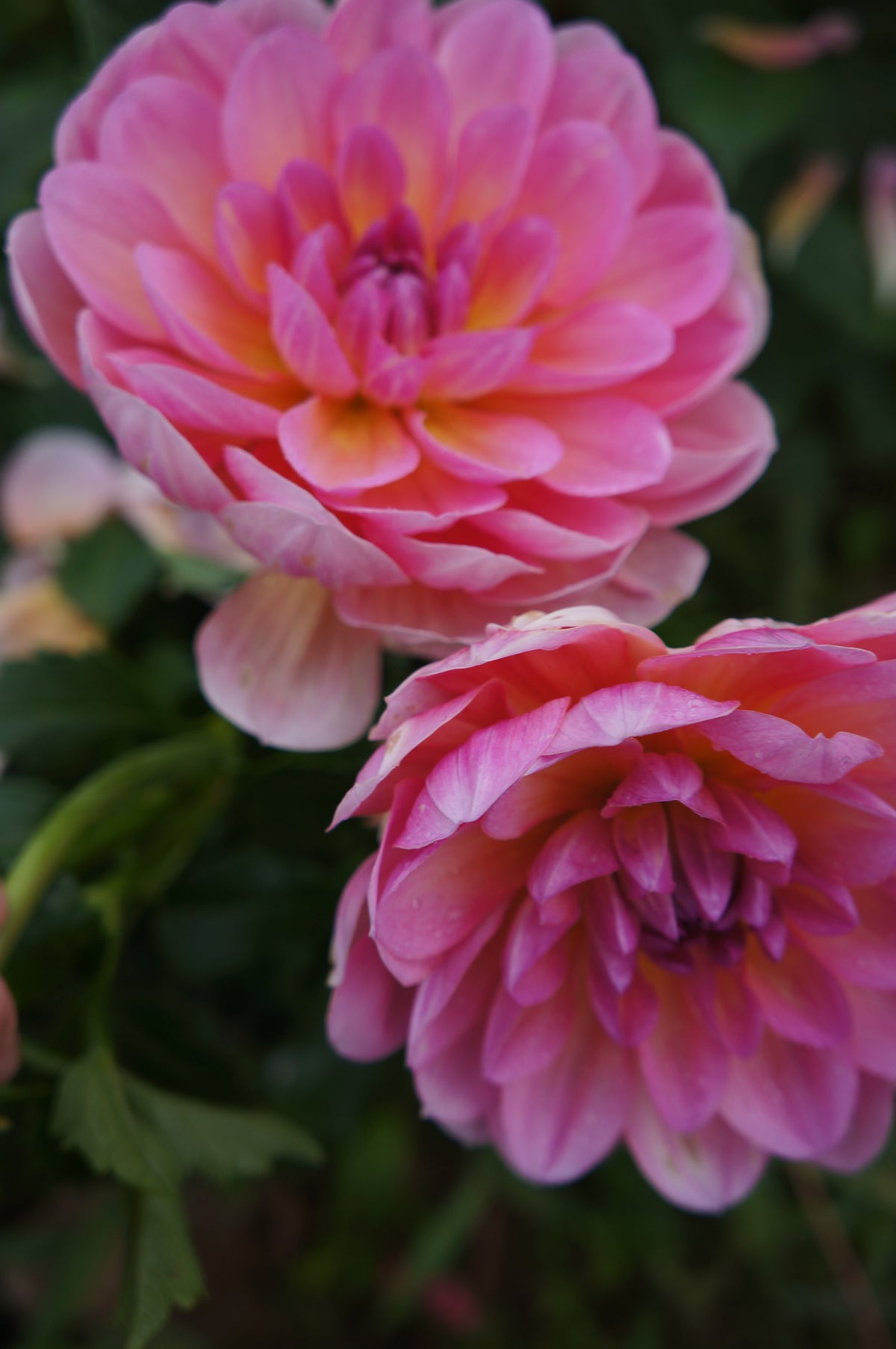 Sandia Rose Tuber