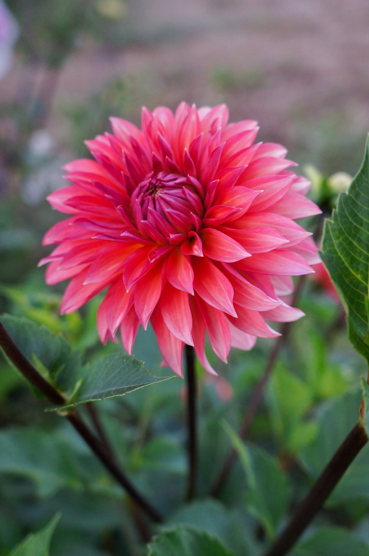 Sandia Ruthie Tuber