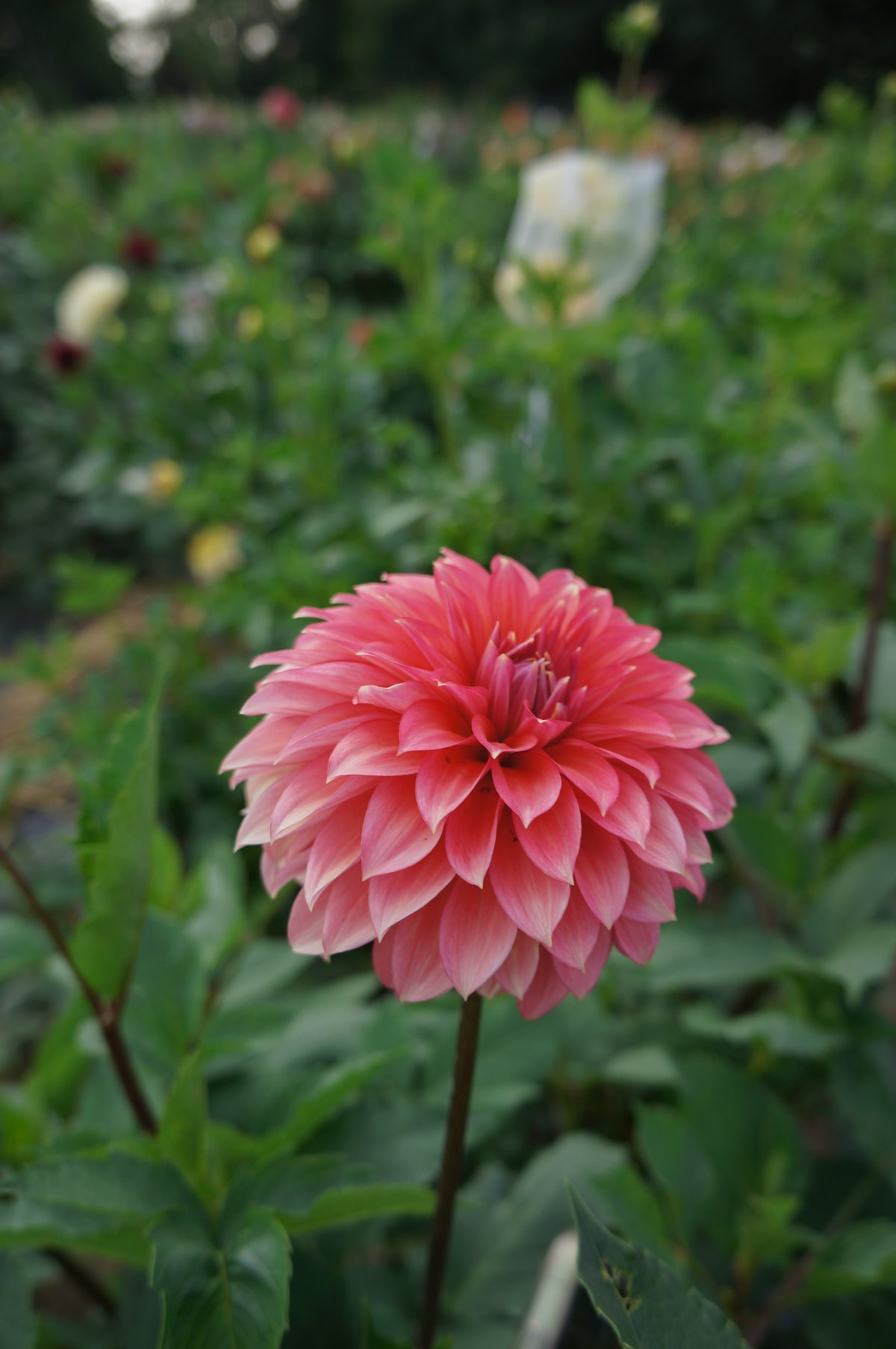 Sandia Ruthie Tuber