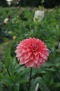 Sandia Ruthie Tuber