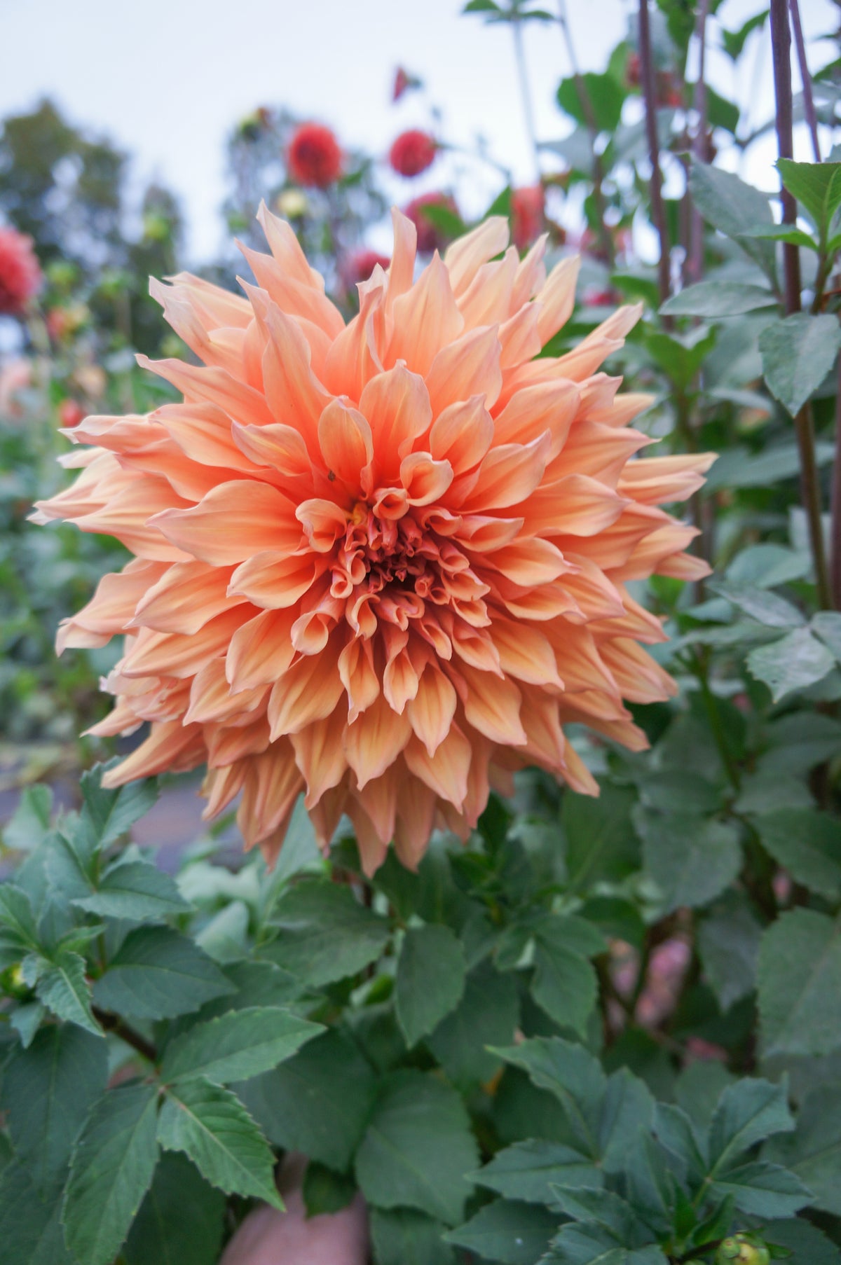 Sherwood Peach Tuber