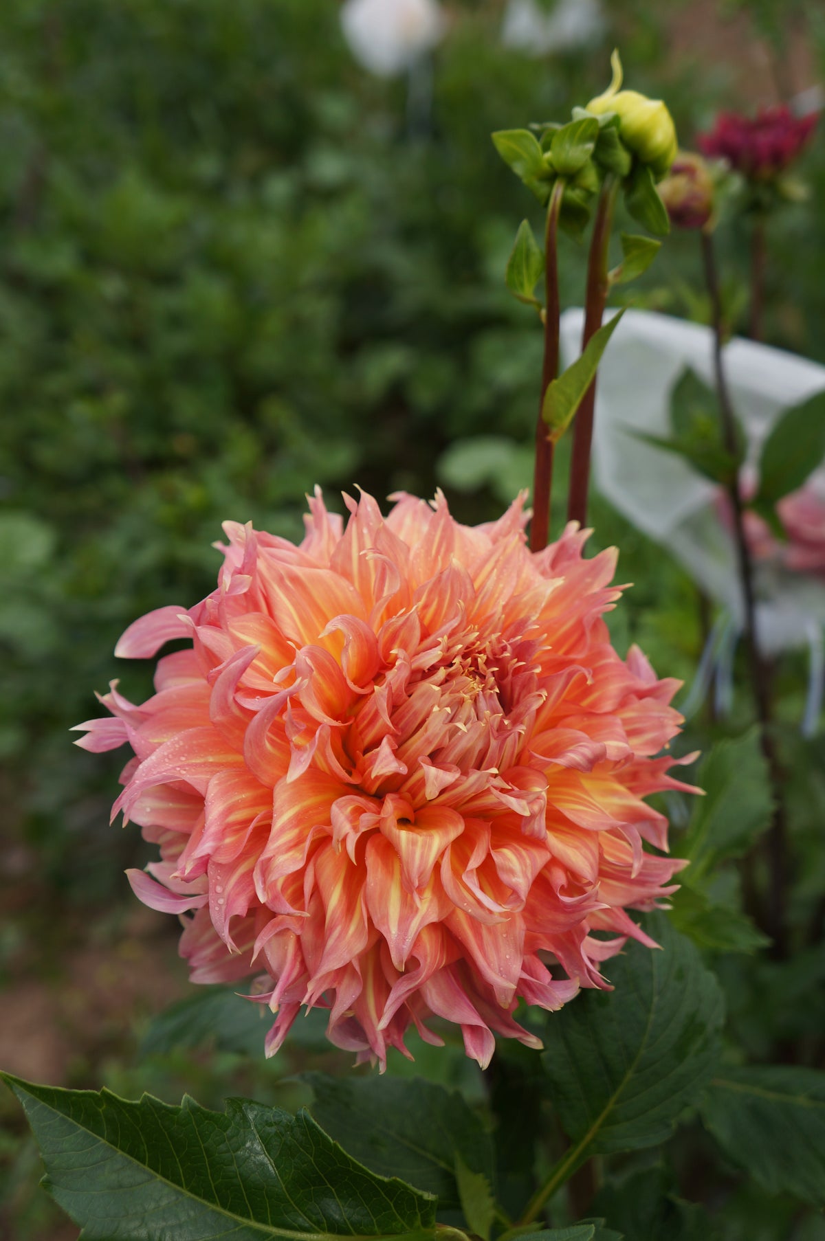 Summer Rain Tuber