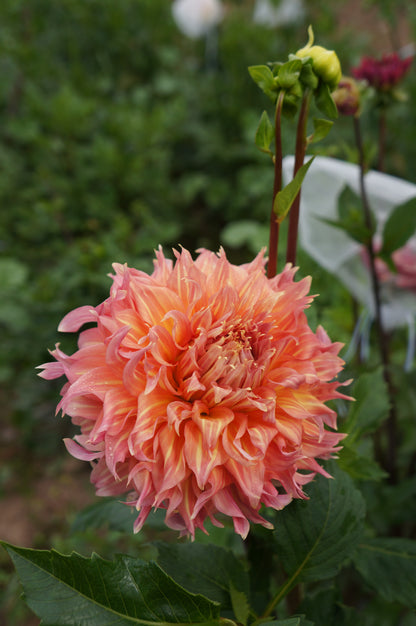 Summer Rain Tuber