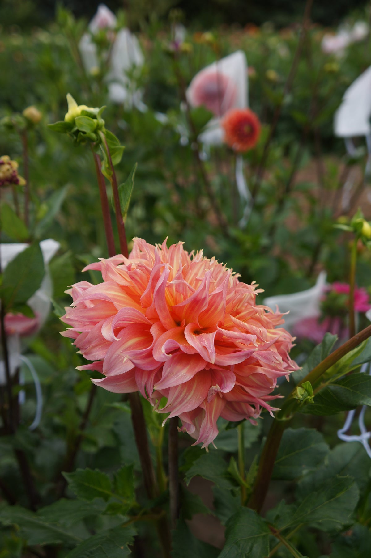 Summer Rain Tuber