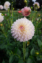 Tahoma Stellar Feller Tuber