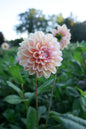Tropical Dream Tuber