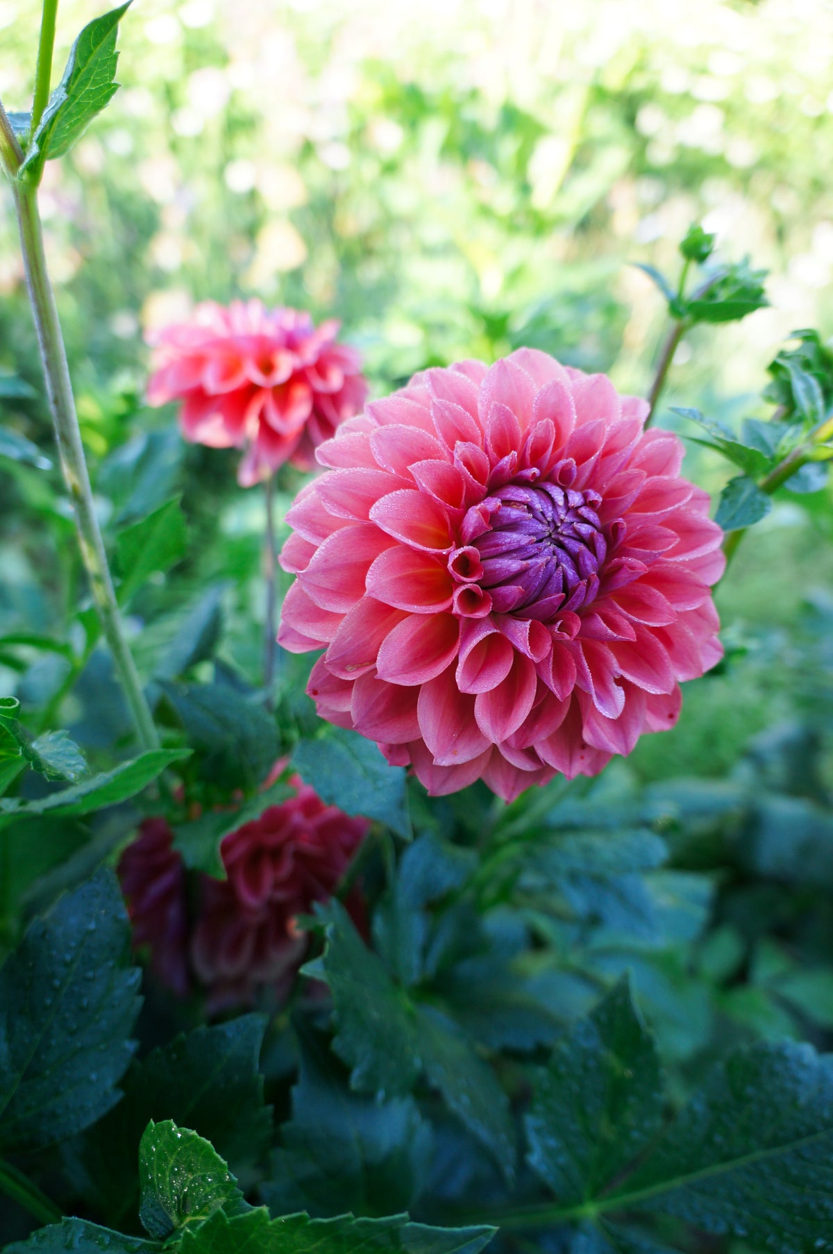 Westwind Ruby Tuber