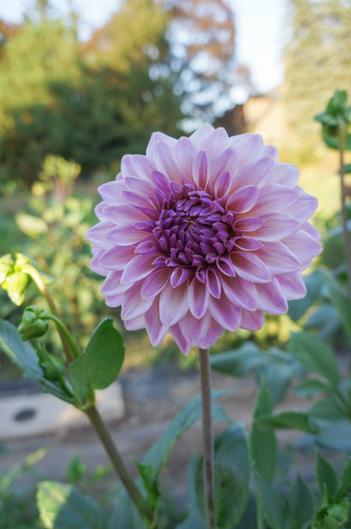 Wyn's Dusty Daydream Tuber